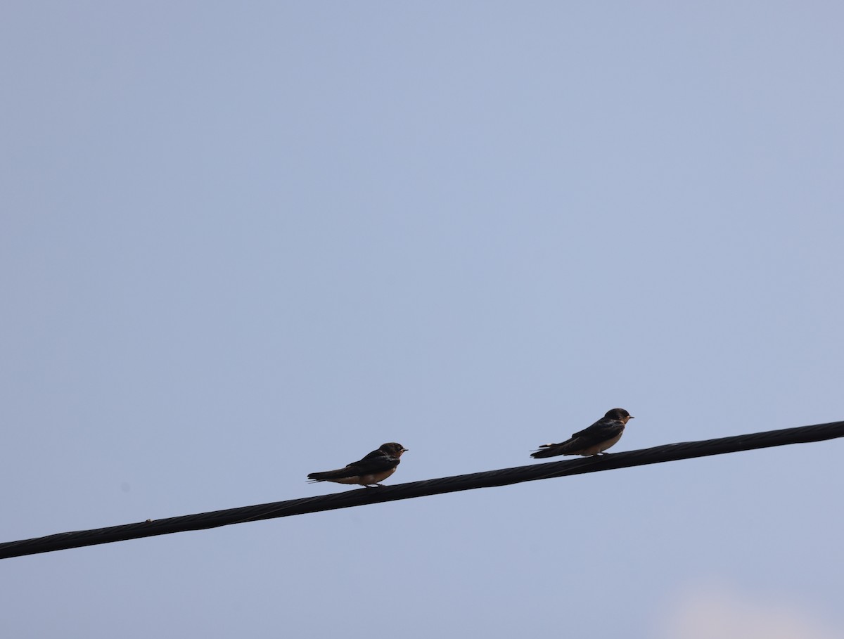 Barn Swallow - Kevin Sarsfield