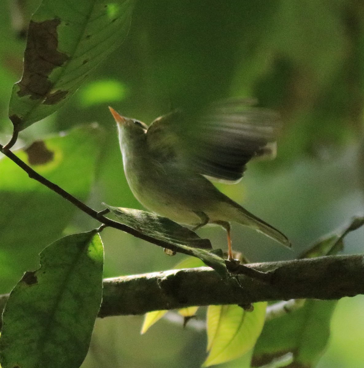 Western Crowned Warbler - Afsar Nayakkan