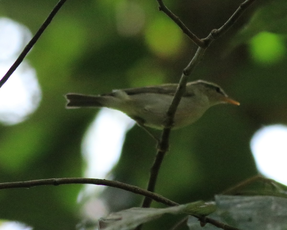 Western Crowned Warbler - Afsar Nayakkan