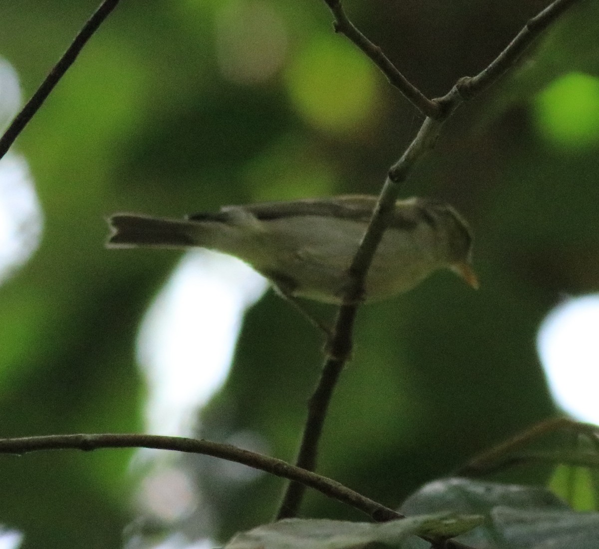 Mosquitero Occipital - ML618943910