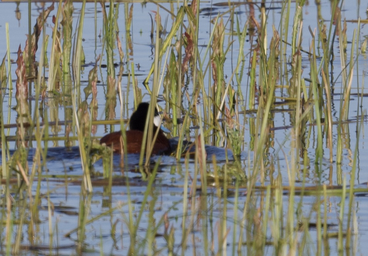 Ruddy Duck - ML618943917