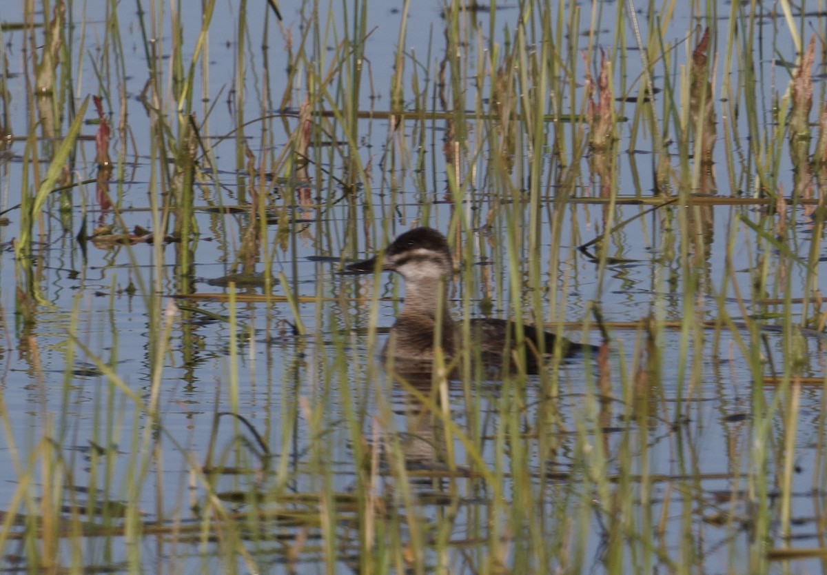 Ruddy Duck - ML618943918