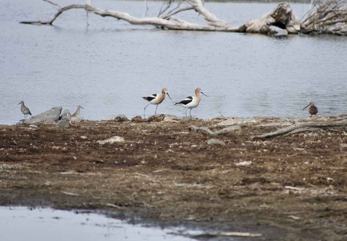 American Avocet - ML618943926