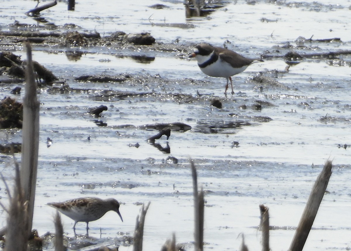 Semipalmated Plover - Carolyn Lueck