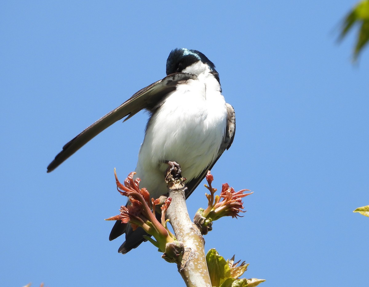 Tree Swallow - Evan Kidd