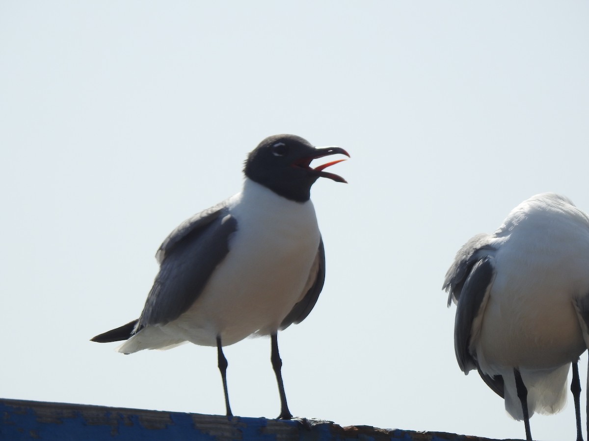 Laughing Gull - ML618943962