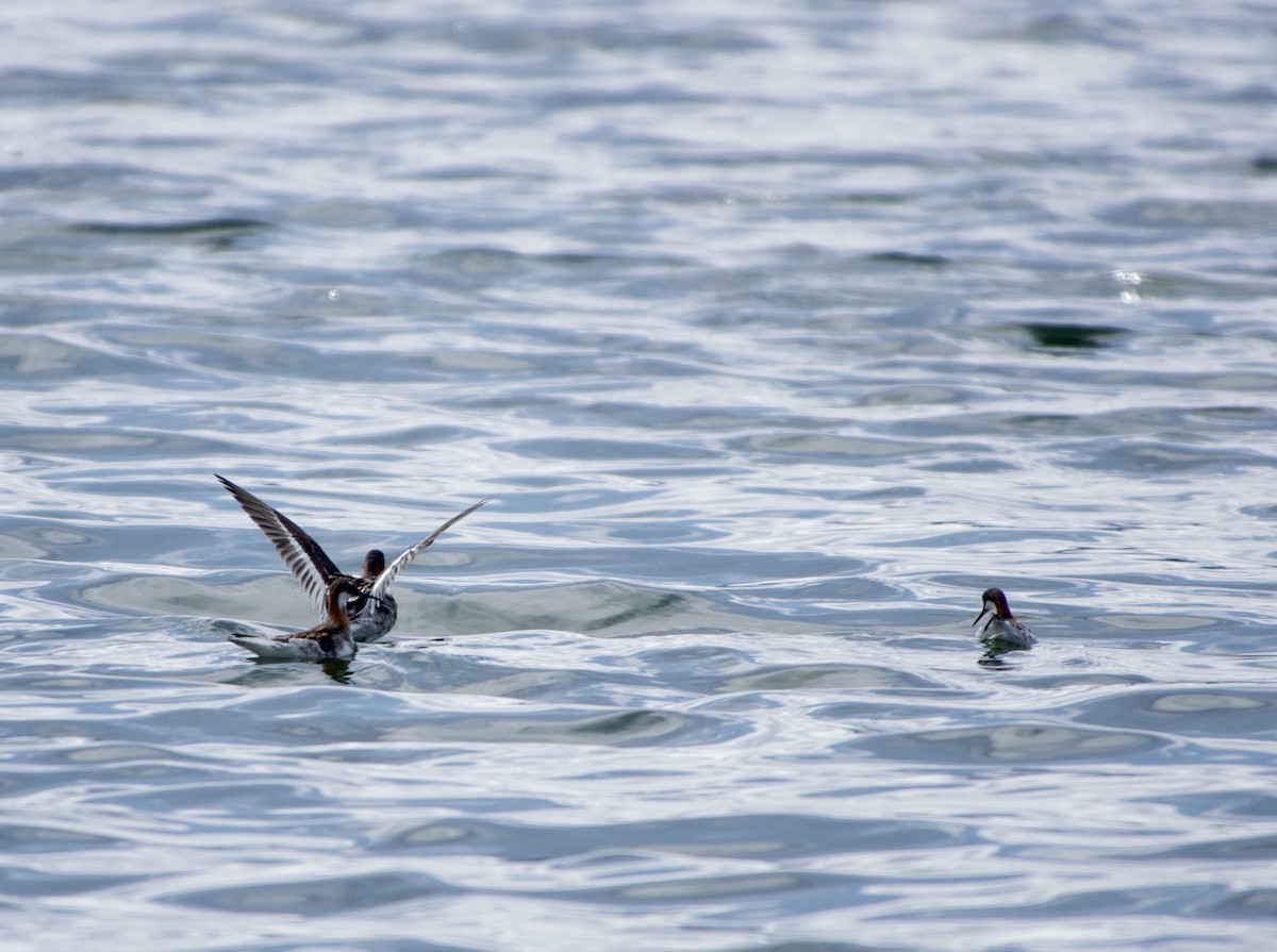 Red-necked Phalarope - Leslie Harris Jr