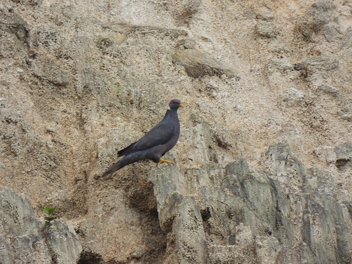 Band-tailed Pigeon - Wilson Ortega