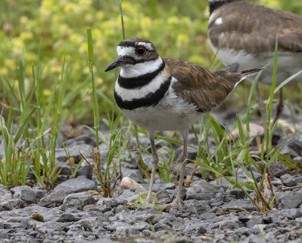 Killdeer - Iris Kilpatrick