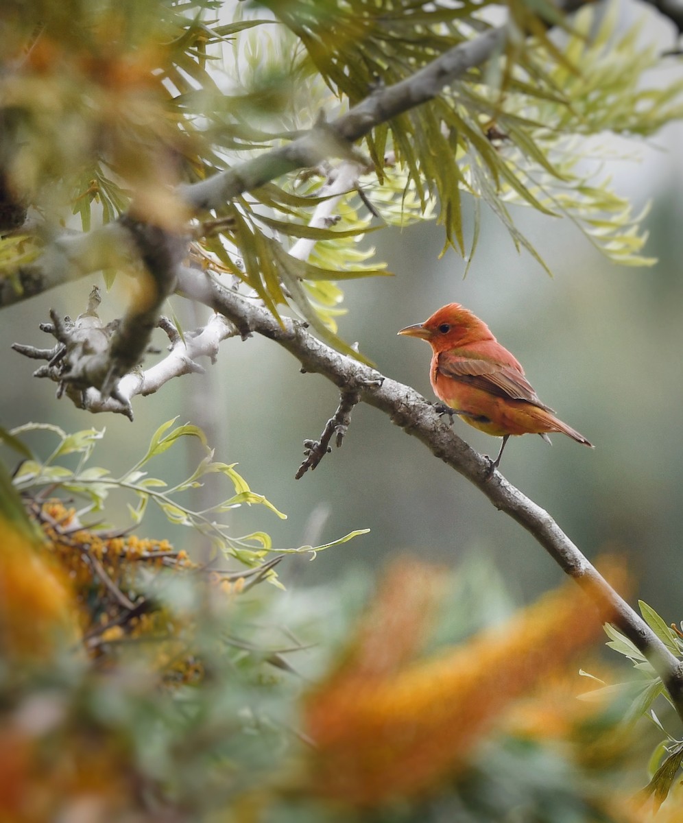 Summer Tanager - Caleb P.