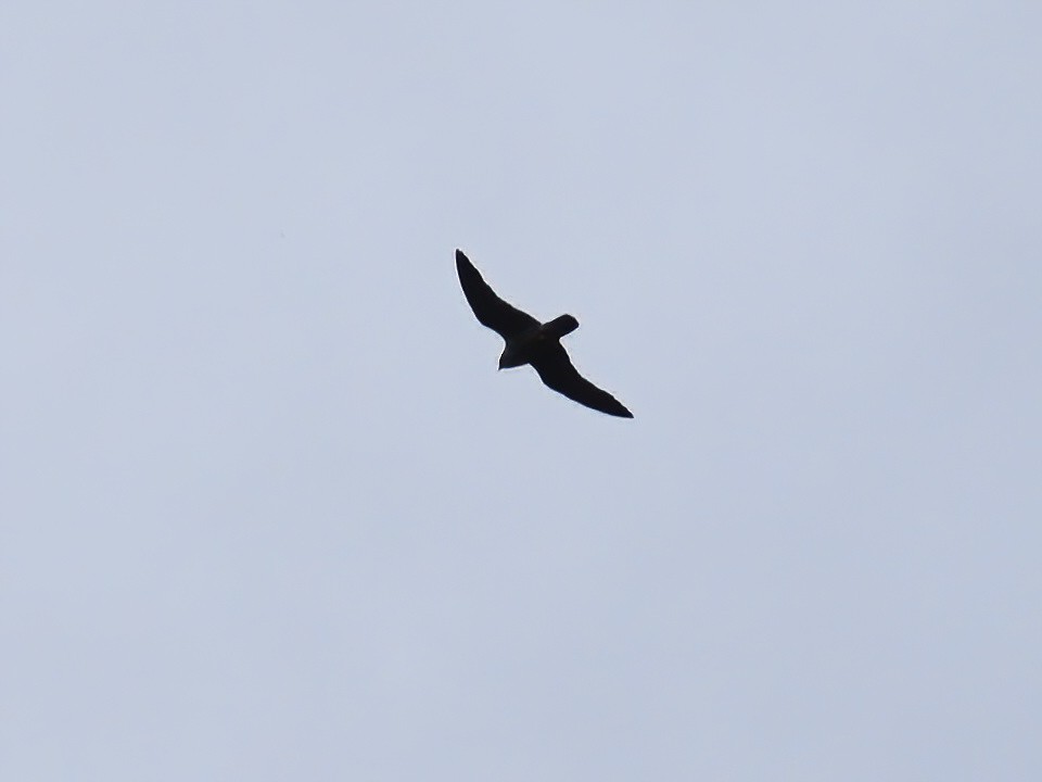 Peregrine Falcon - Patrick McGill