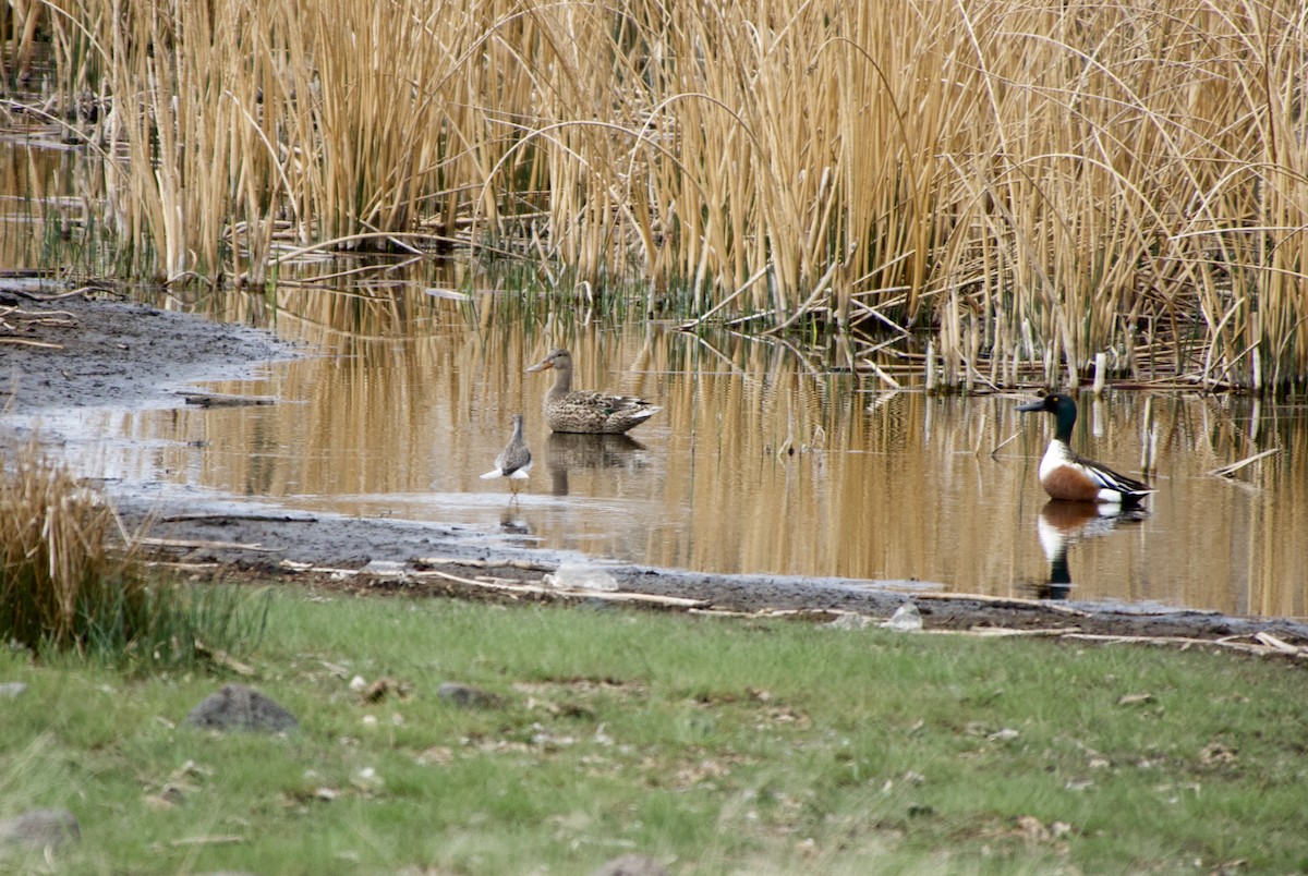 Lesser Yellowlegs - ML618944027