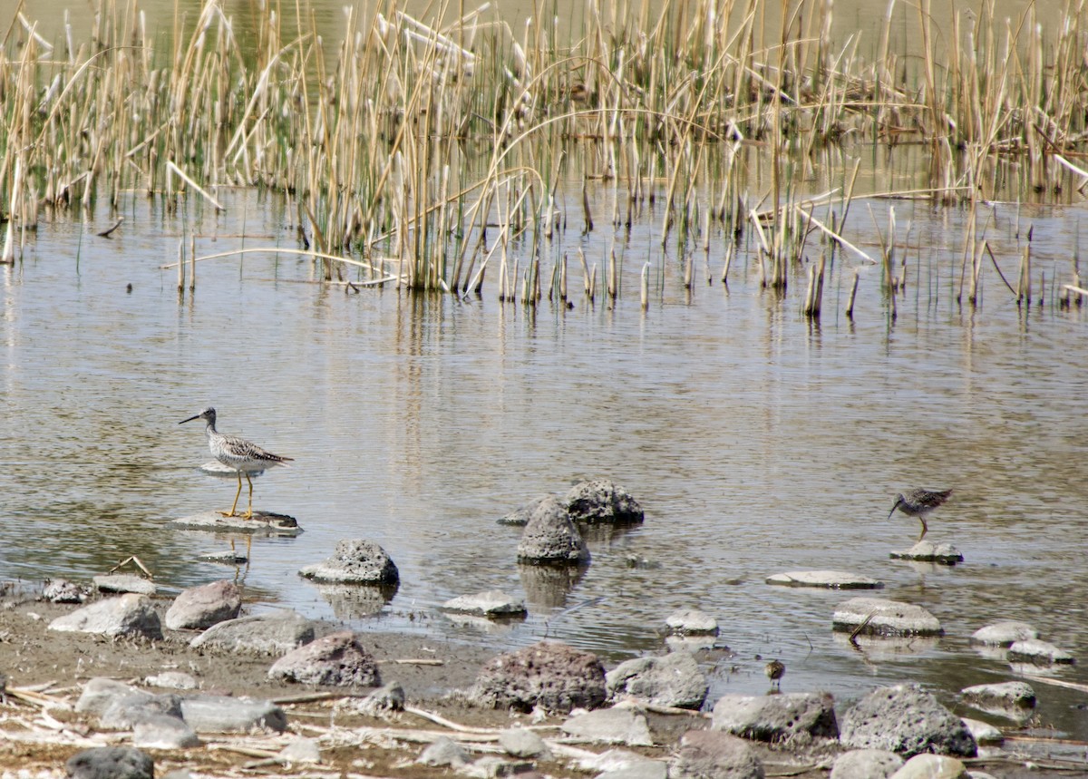 Greater Yellowlegs - Leslie Harris Jr