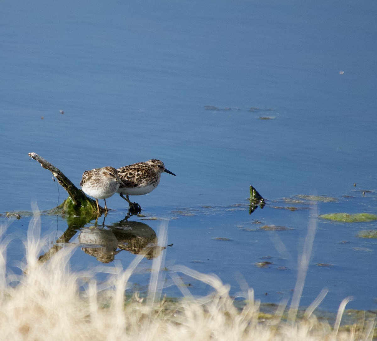 Least Sandpiper - Leslie Harris Jr