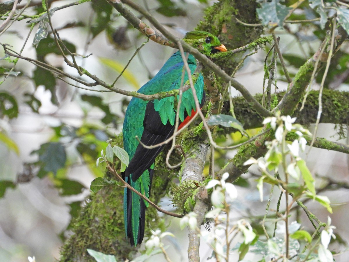 Golden-headed Quetzal - José Antonio Balderrama