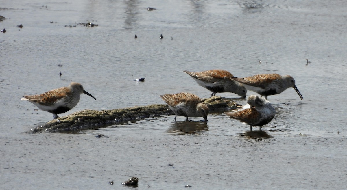 Dunlin - Carolyn Lueck