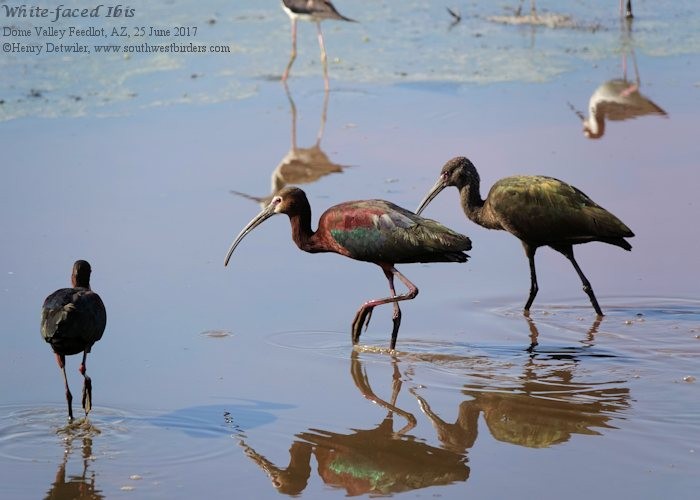 ibis americký - ML61894411