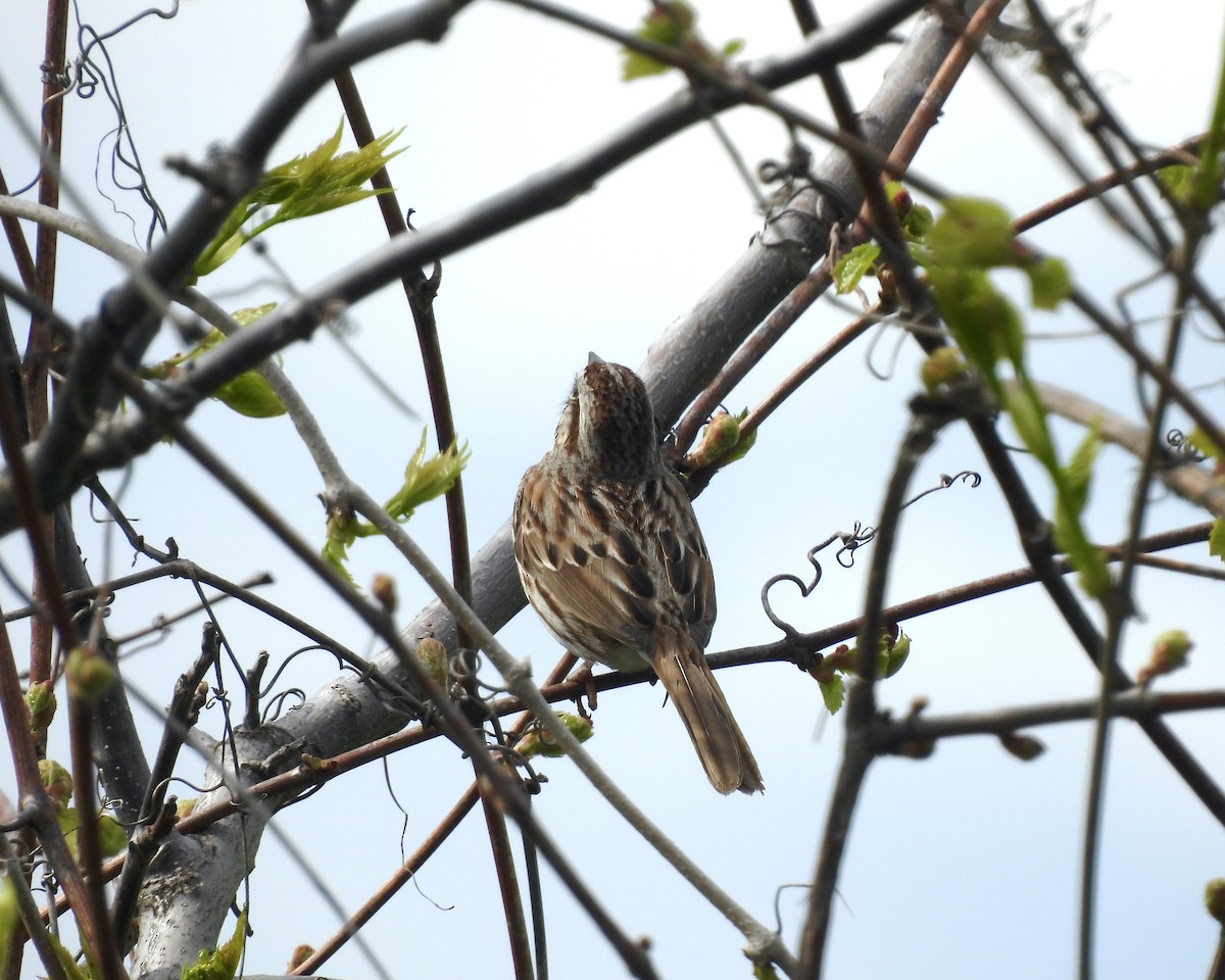 Song Sparrow - ML618944110