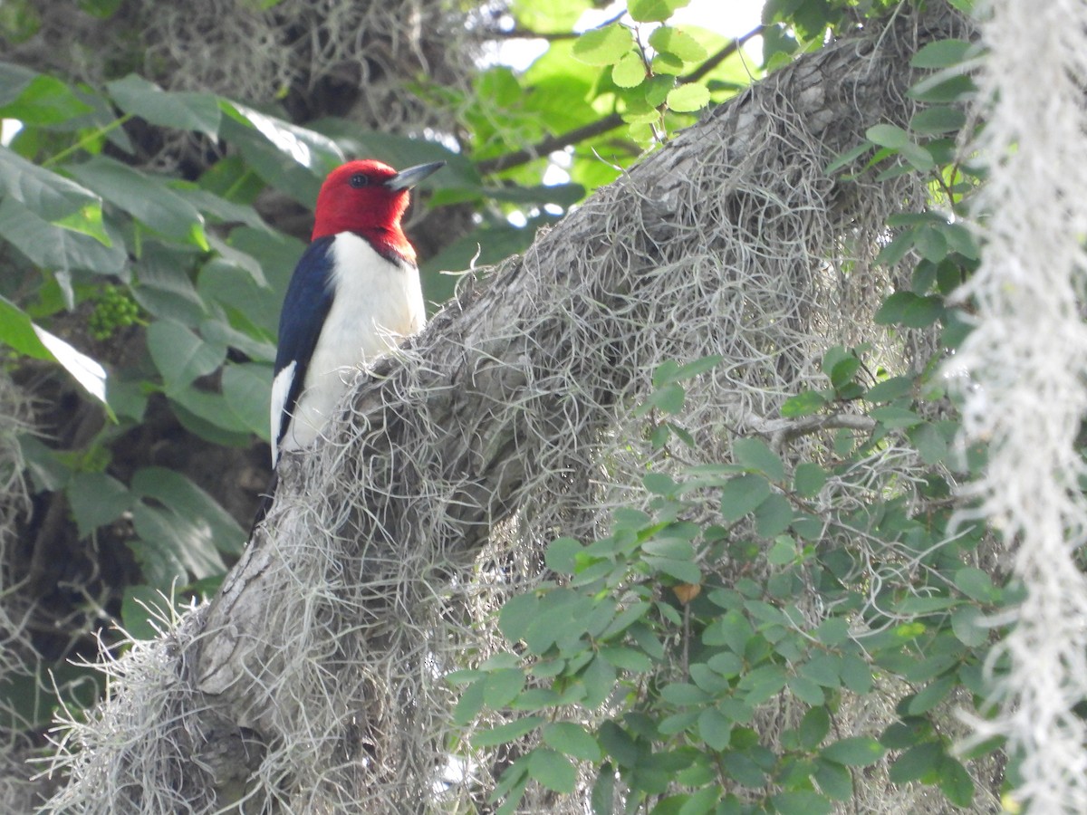 Red-headed Woodpecker - ML618944113