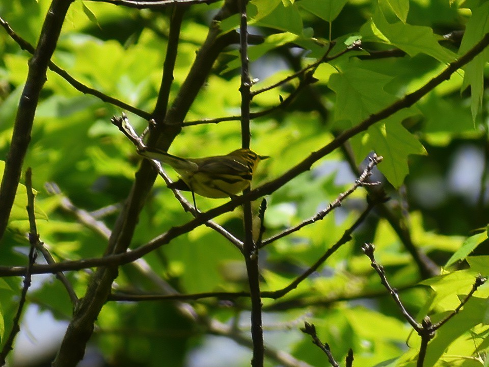 Prairie Warbler - Patrick McGill