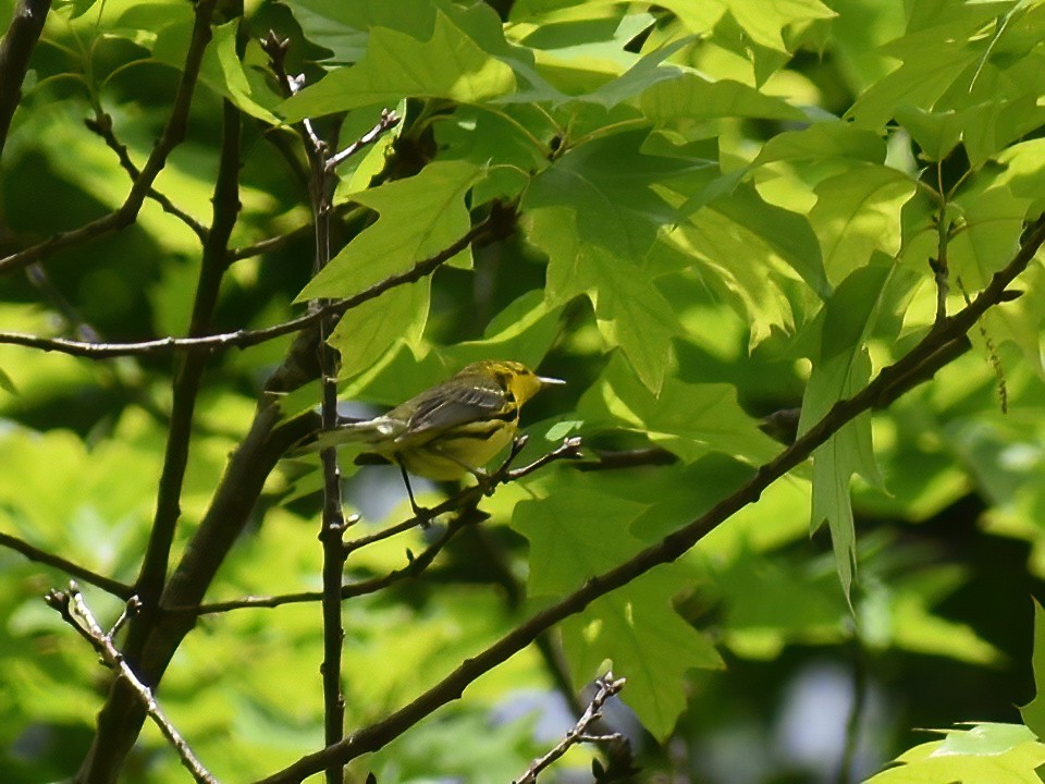 Prairie Warbler - Patrick McGill