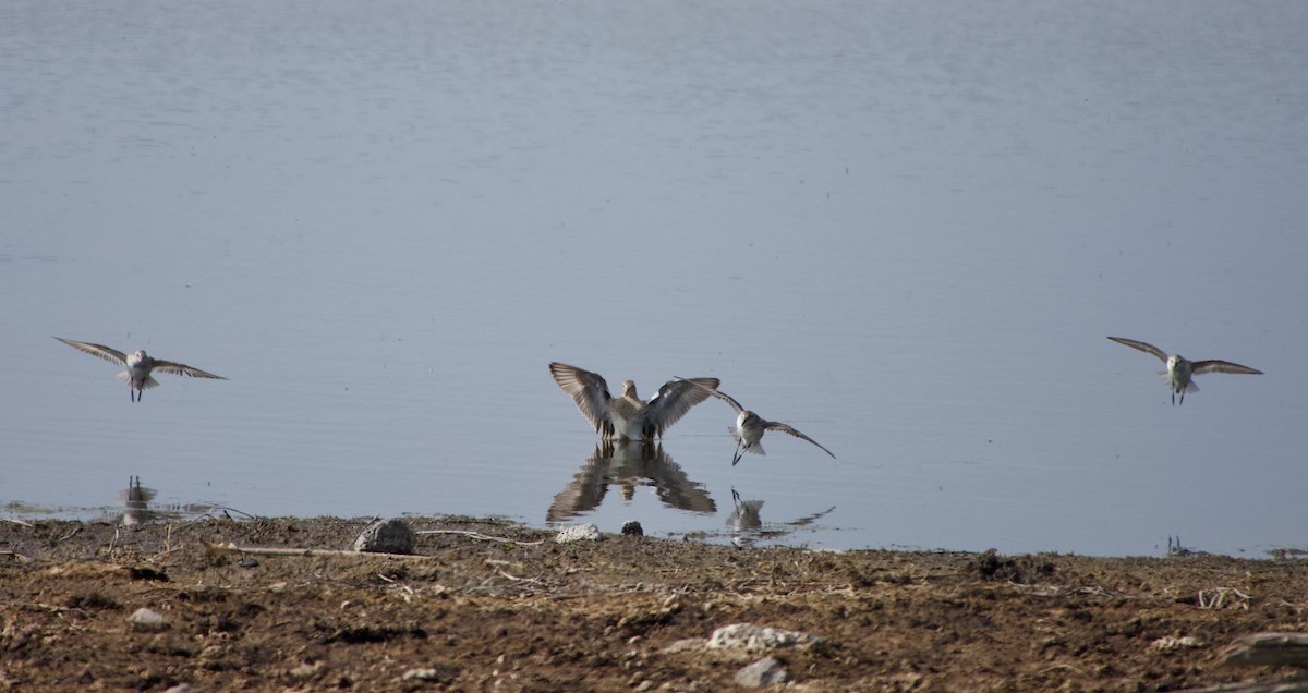 Pectoral Sandpiper - Leslie Harris Jr