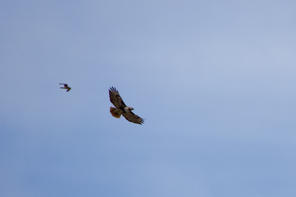 Red-tailed Hawk - Leslie Harris Jr