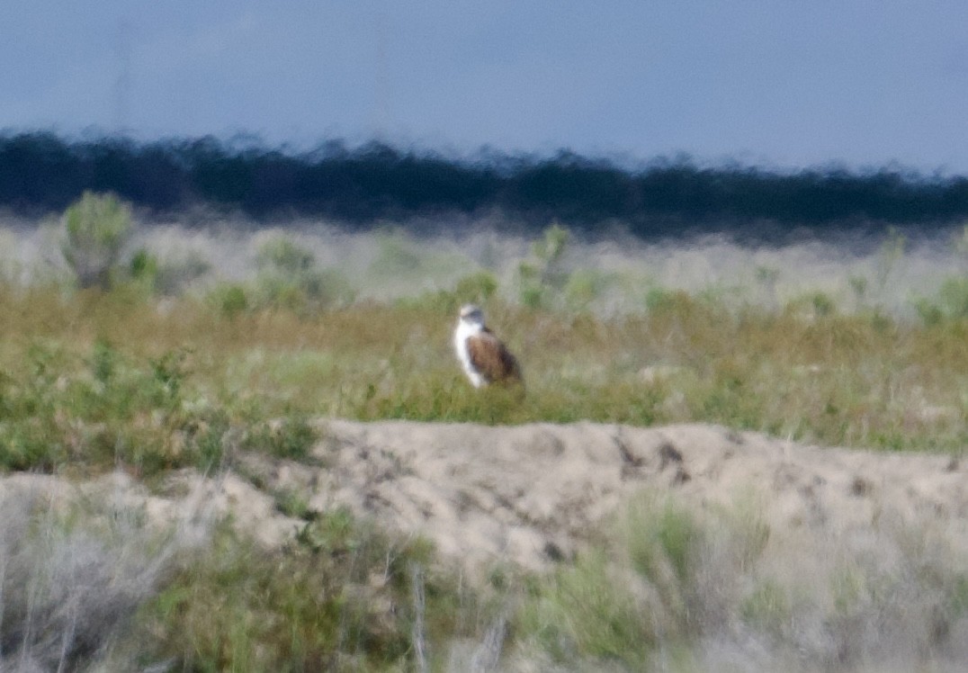 Ferruginous Hawk - Tim Johnson