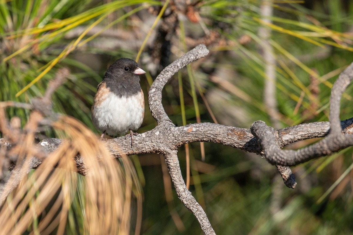 Dark-eyed Junco (Oregon) - Michael Long