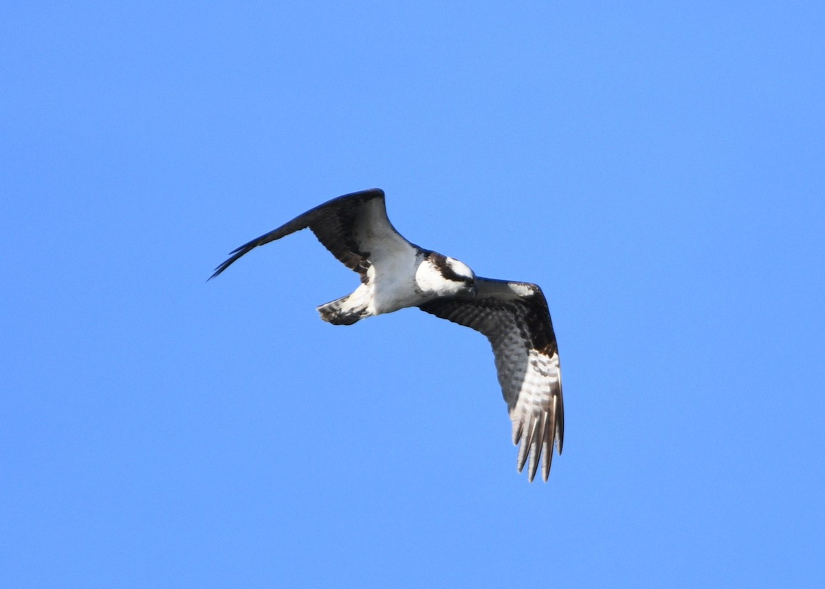 Osprey - Peter Olsoy