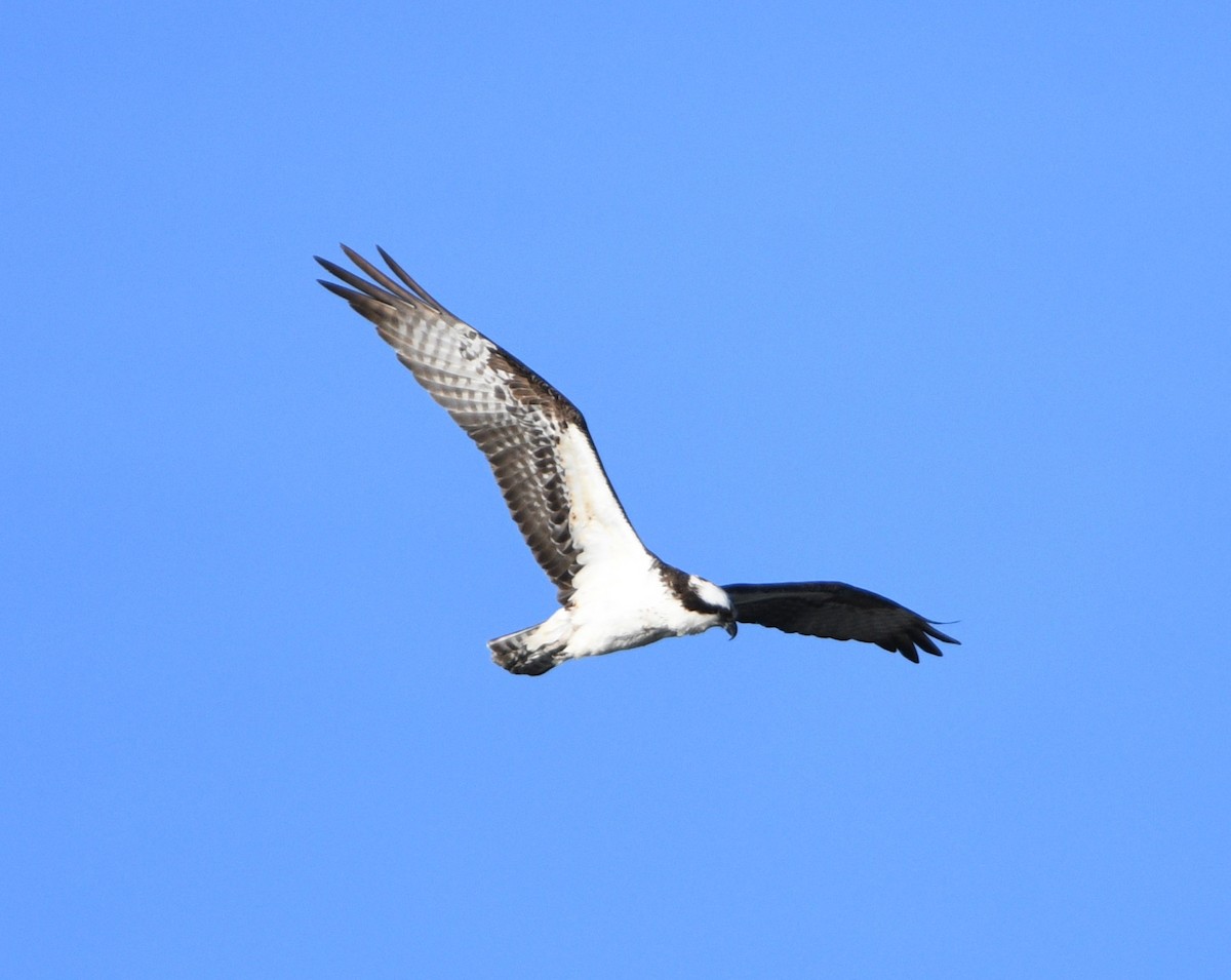 Osprey - Peter Olsoy