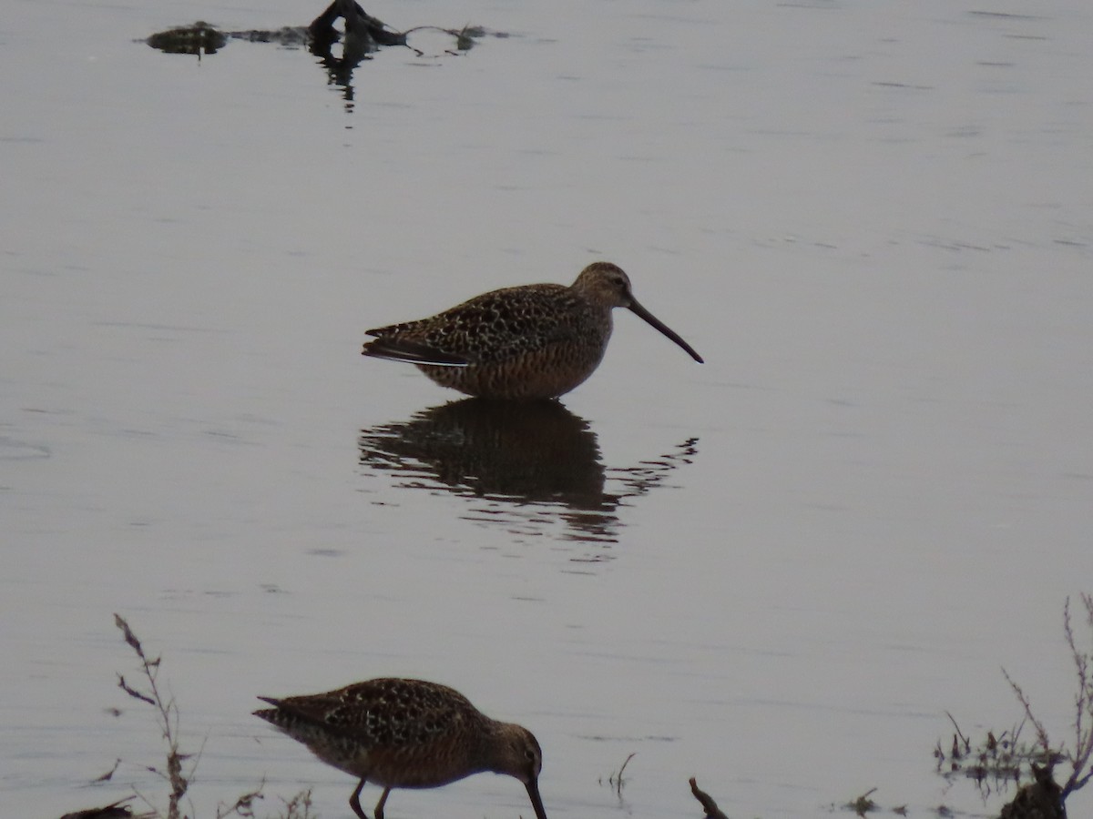 Long-billed Dowitcher - Kerry Hjertaas