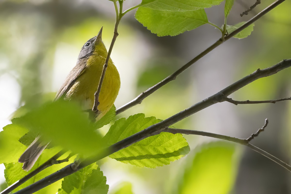 Nashville Warbler - John Gordon