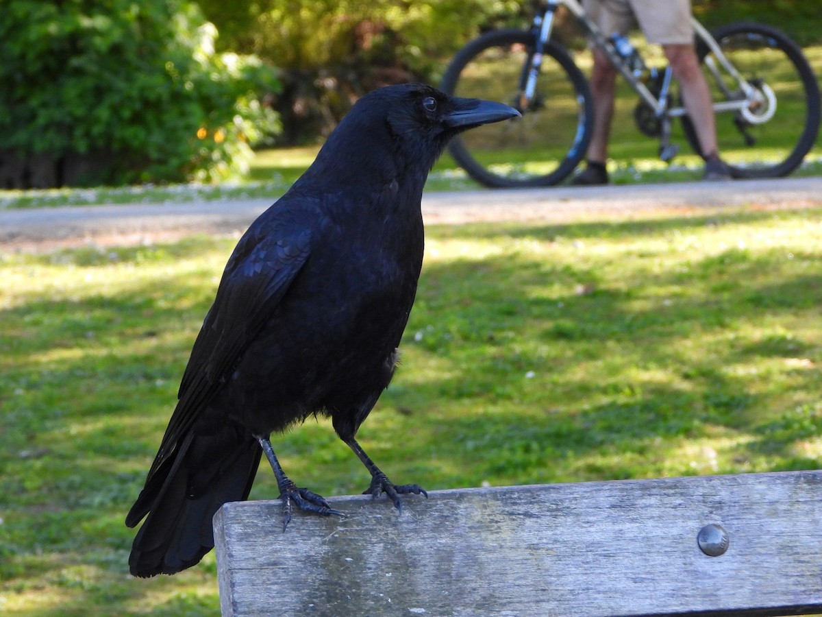 American Crow - Justin Flint