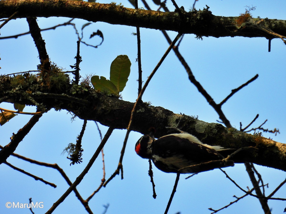 Hairy Woodpecker - Ma. Eugenia Mendiola Gonzalez