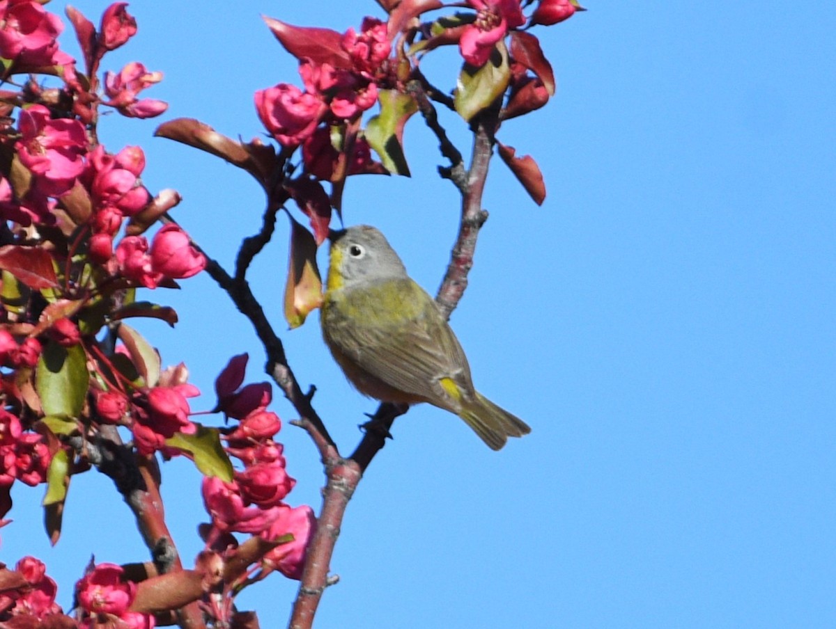 Nashville Warbler - Peter Olsoy