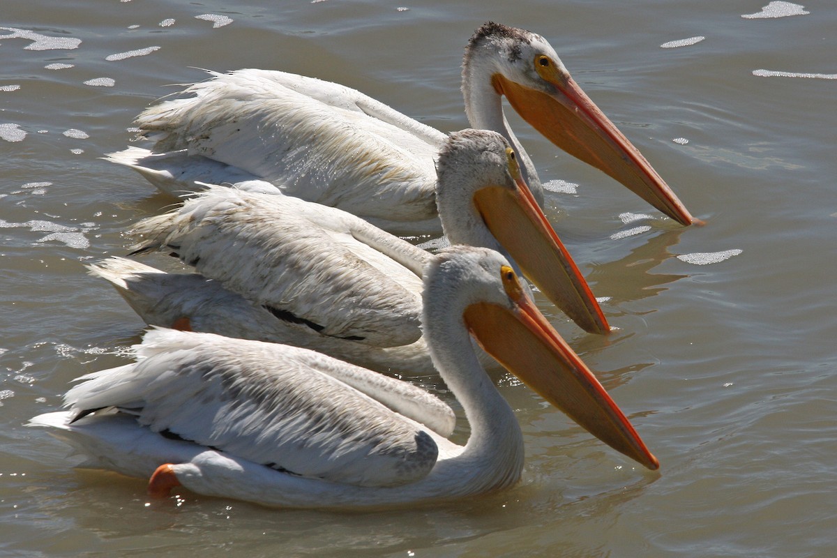 American White Pelican - William Clark