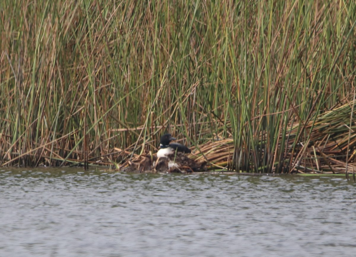 Common Loon - Rachel Street