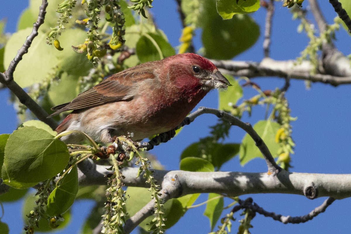 Purple Finch - John Gordon