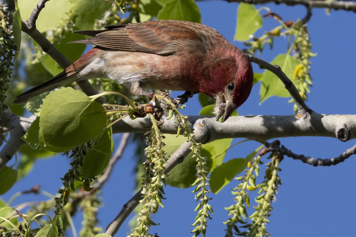 Purple Finch - John Gordon