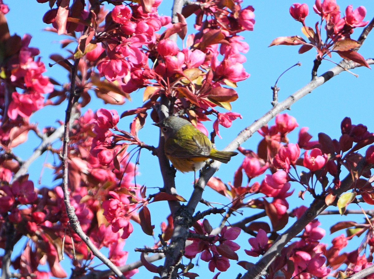 Nashville Warbler - Peter Olsoy