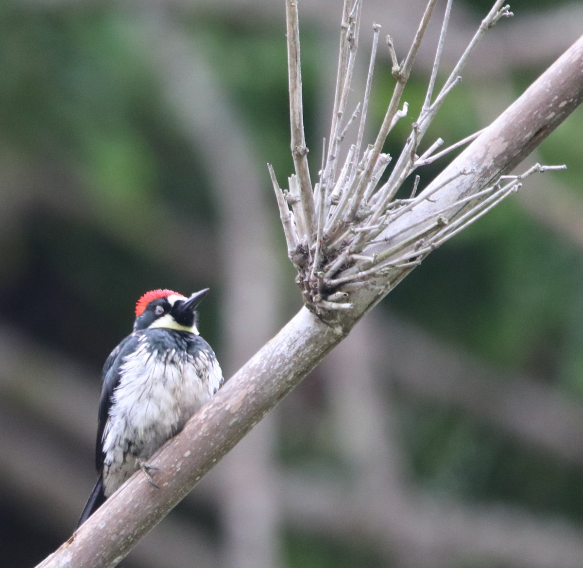 Acorn Woodpecker - Rachel Street