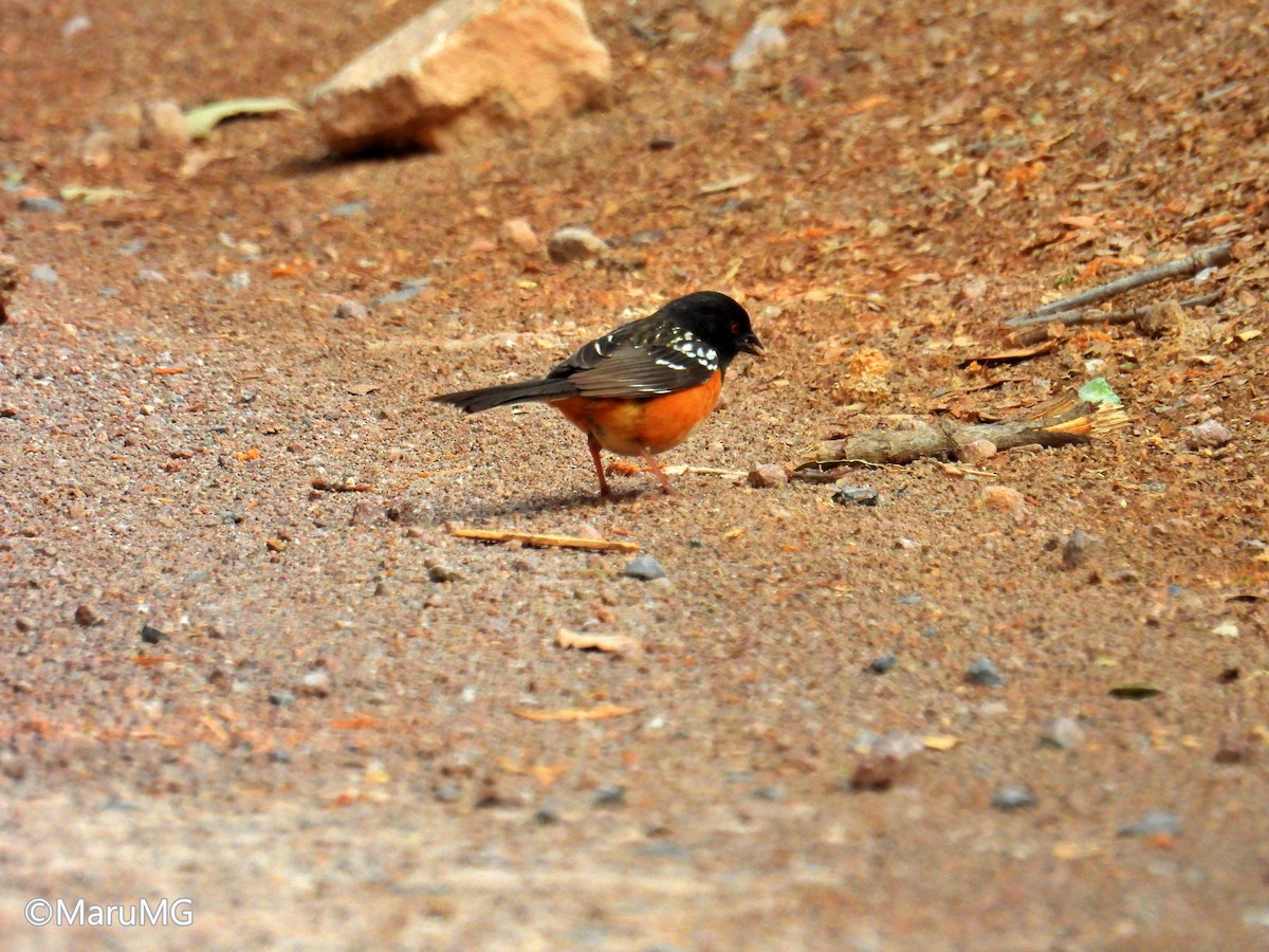 Spotted Towhee - ML618944277