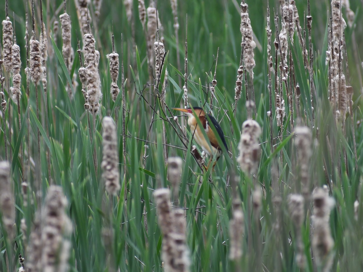 Least Bittern - Patrick McGill