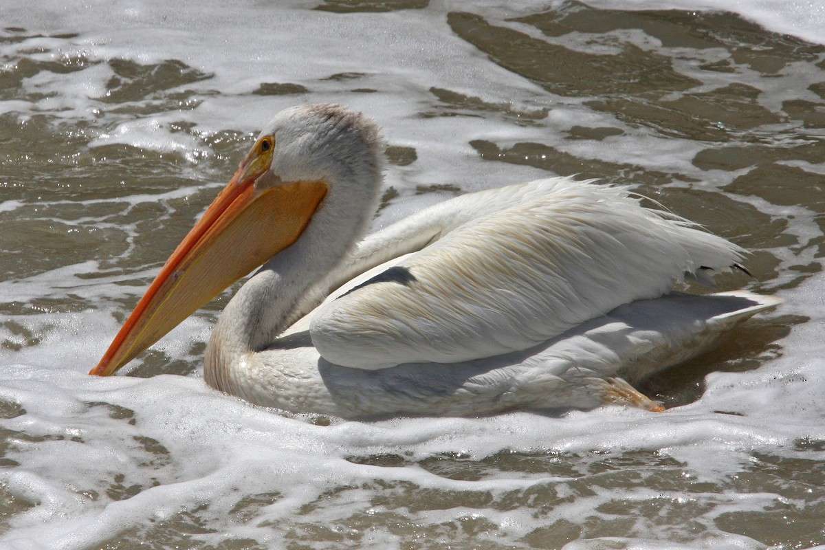 American White Pelican - William Clark