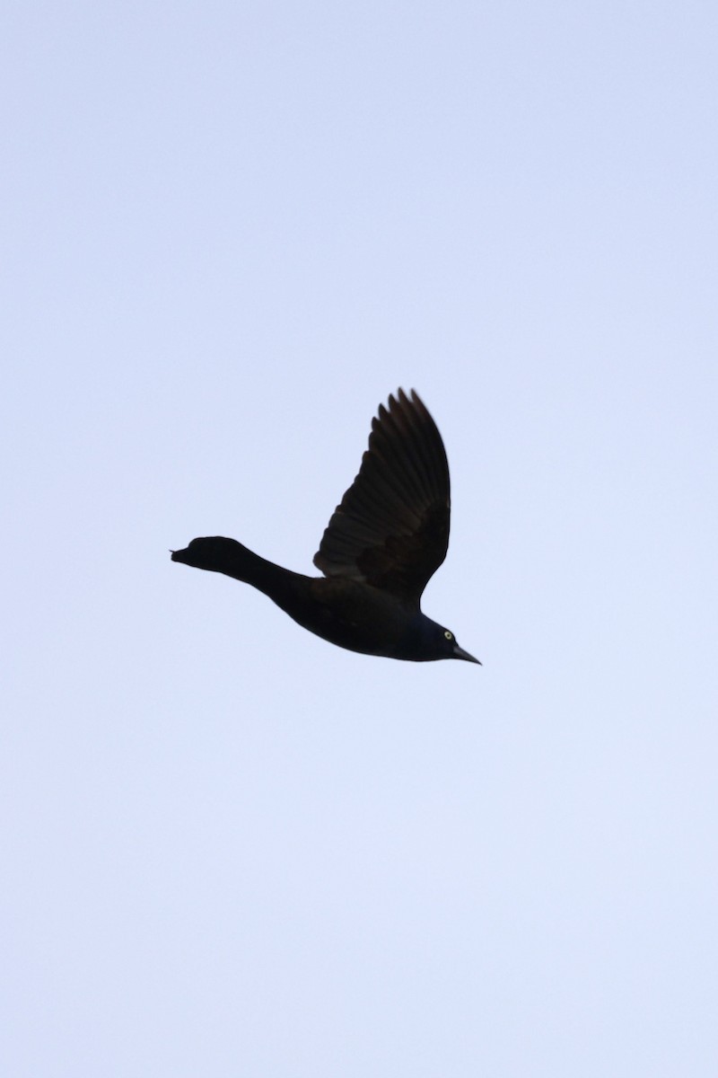 Common Grackle - Anonymous