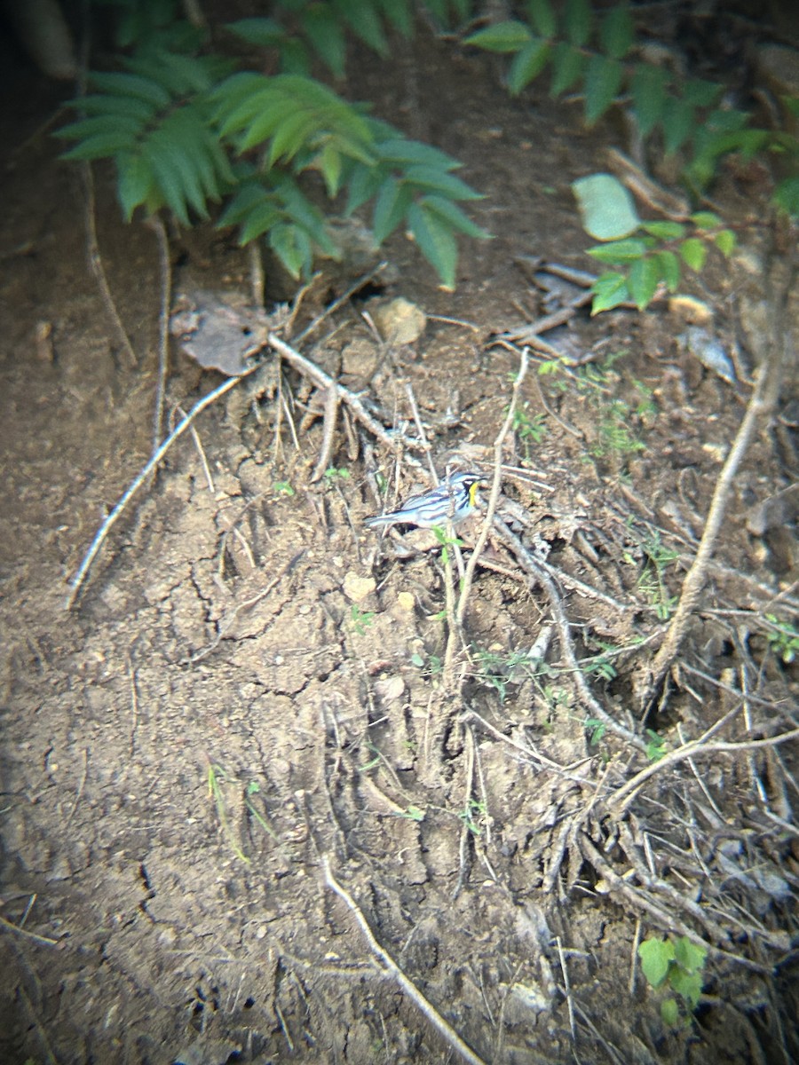 Yellow-throated Warbler - Danny Lee