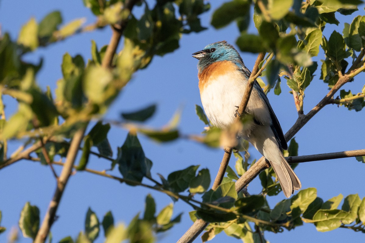 Lazuli Bunting - Gaurav Manglik