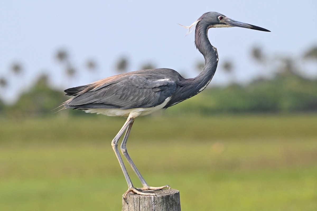 Tricolored Heron - Troy Hibbitts