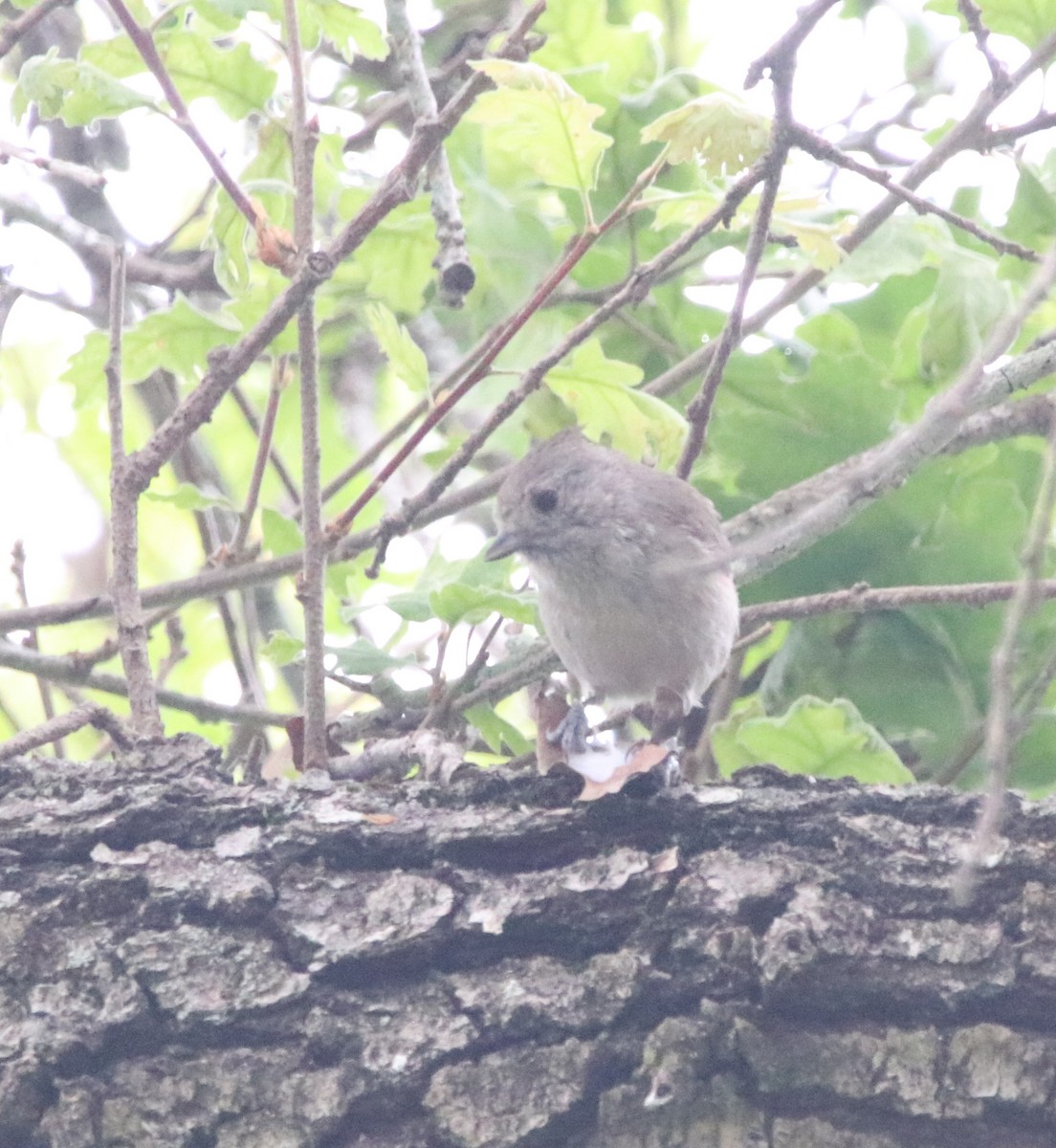 Oak Titmouse - Rachel Street